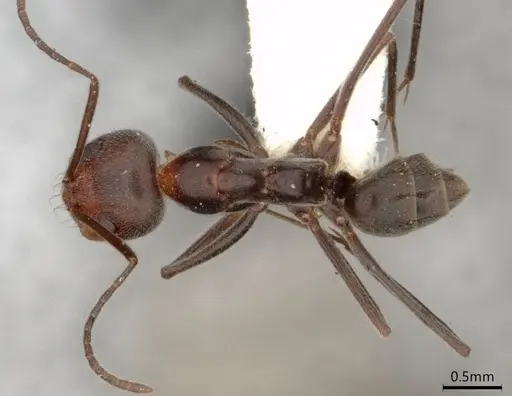 Dorymyrmex pappodes specimen LACMENT164433 image lacment164433_1