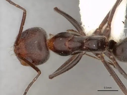 Dorymyrmex pappodes specimen LACMENT164433 image lacment164433_2