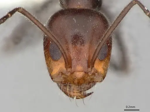 Dorymyrmex pappodes specimen LACMENT164433 image lacment164433_3