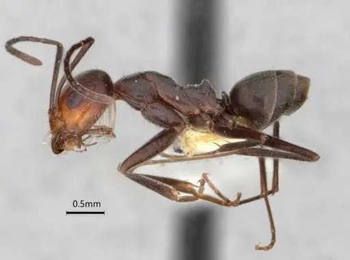 Dorymyrmex pappodes specimen LACMENT164433 image lacment164433_4