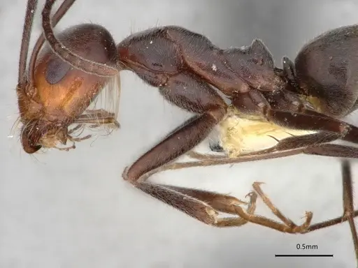 Dorymyrmex pappodes specimen LACMENT164433 image lacment164433_5