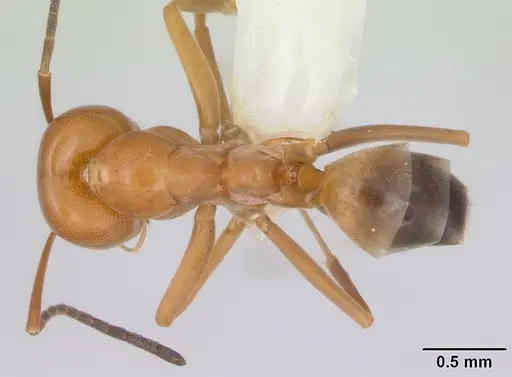 Dorymyrmex paranensis specimen CASENT0173850 image casent0173850_1
