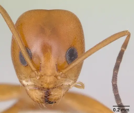 Dorymyrmex paranensis specimen CASENT0173850 image casent0173850_2