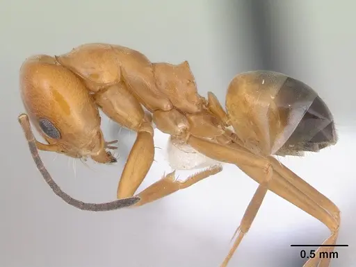 Dorymyrmex paranensis specimen CASENT0173850 image casent0173850_3