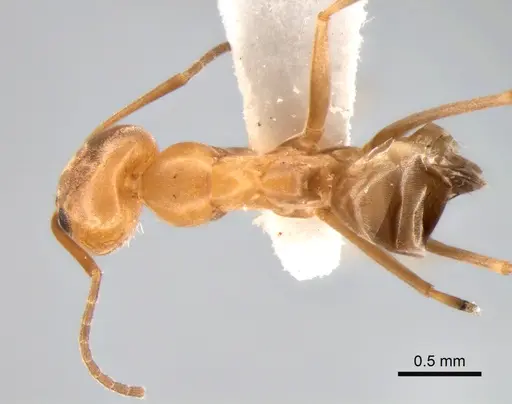 Dorymyrmex paranensis specimen CASENT0841149 image casent0841149_1