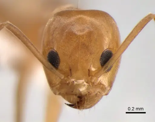 Dorymyrmex paranensis specimen CASENT0841149 image casent0841149_2