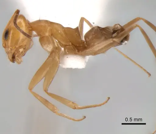 Dorymyrmex paranensis specimen CASENT0841149 image casent0841149_3