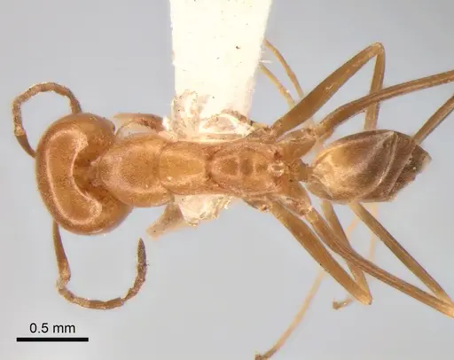 Dorymyrmex paranensis specimen CASENT0841152 image casent0841152_1