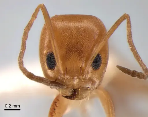 Dorymyrmex paranensis specimen CASENT0841152 image casent0841152_2