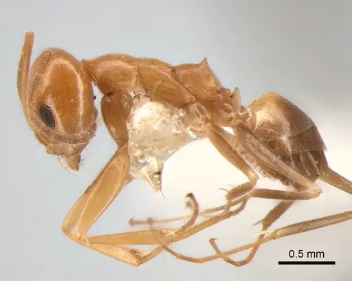 Dorymyrmex paranensis specimen CASENT0841152 image casent0841152_3