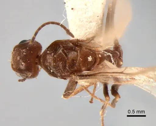 Dorymyrmex paranensis specimen CASENT0841153 image casent0841153_1