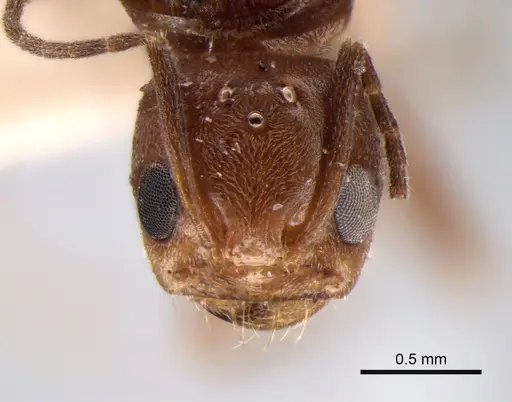 Dorymyrmex paranensis specimen CASENT0841153 image casent0841153_2