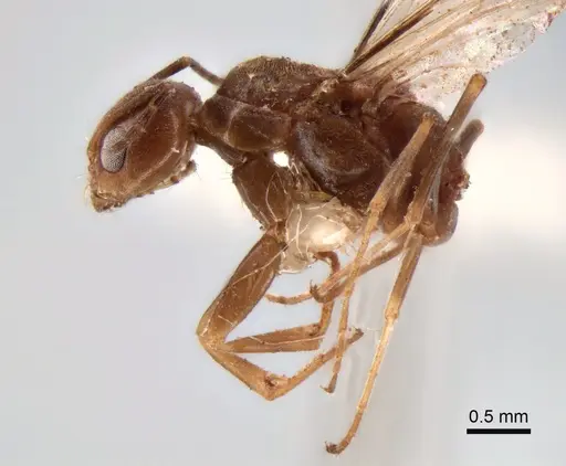 Dorymyrmex paranensis specimen CASENT0841153 image casent0841153_3