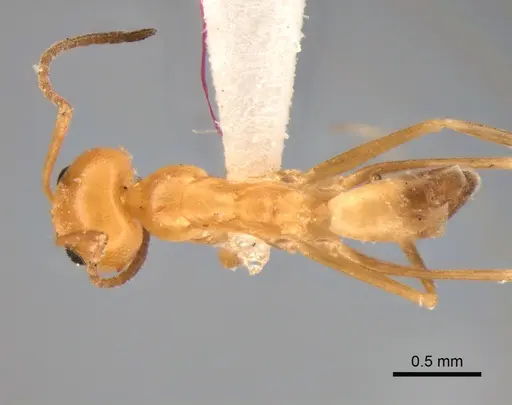 Dorymyrmex paranensis specimen CASENT0841157 image casent0841157_1
