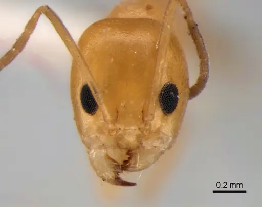 Dorymyrmex paranensis specimen CASENT0841157 image casent0841157_2