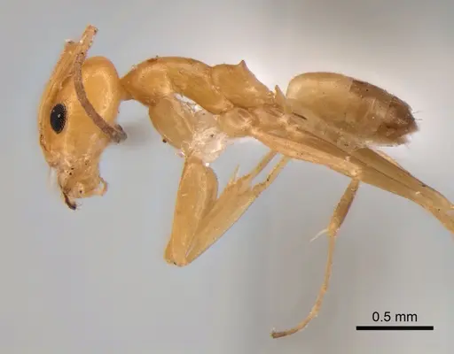 Dorymyrmex paranensis specimen CASENT0841157 image casent0841157_3