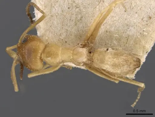 Dorymyrmex paranensis specimen CASENT0909745 image casent0909745_1