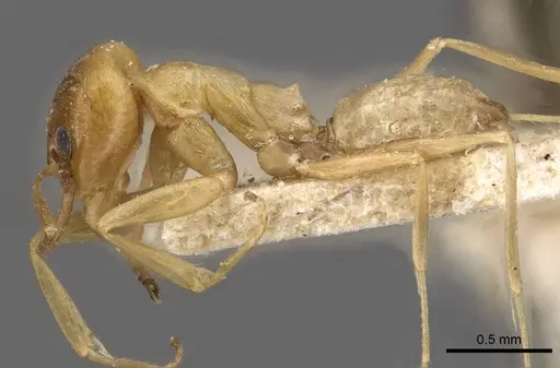 Dorymyrmex paranensis specimen CASENT0909745 image casent0909745_3