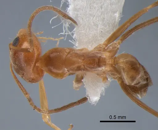 Dorymyrmex paranensis specimen DZUP517859 image dzup517859_1