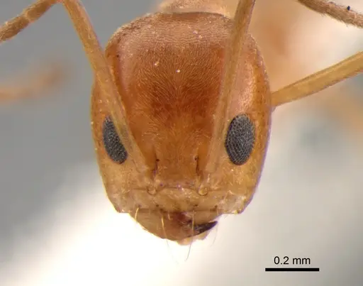 Dorymyrmex paranensis specimen DZUP517859 image dzup517859_2