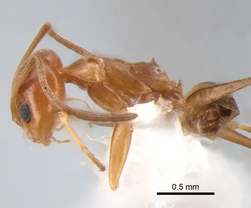 Dorymyrmex paranensis specimen DZUP517859 image dzup517859_3