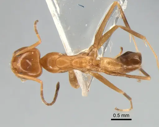 Dorymyrmex paranensis specimen DZUP517986 image dzup517986_1