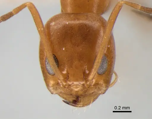 Dorymyrmex paranensis specimen DZUP517986 image dzup517986_2