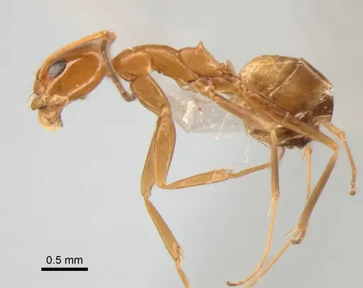 Dorymyrmex paranensis specimen DZUP517986 image dzup517986_3