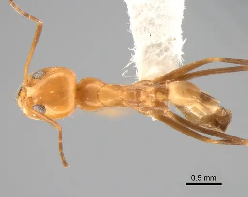 Dorymyrmex paranensis specimen DZUP518119 image dzup518119_1