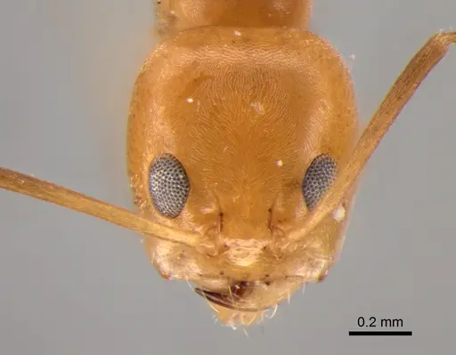 Dorymyrmex paranensis specimen DZUP518119 image dzup518119_2