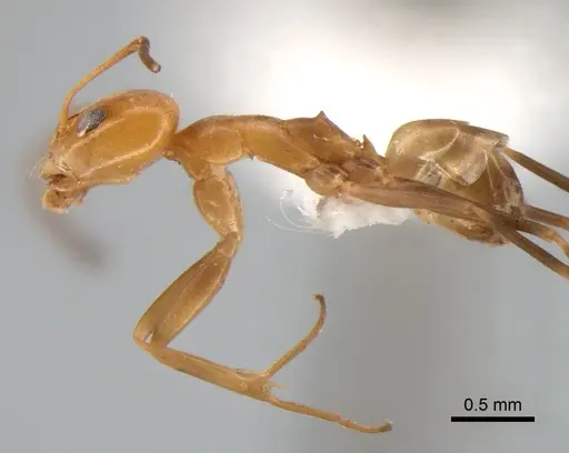 Dorymyrmex paranensis specimen DZUP518119 image dzup518119_3