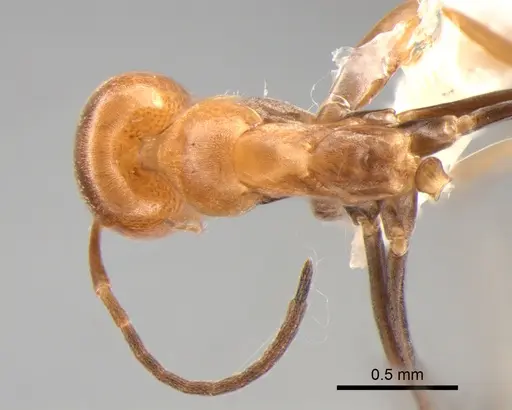 Dorymyrmex paranensis specimen DZUP518129 image dzup518129_1