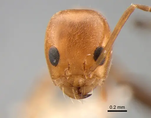 Dorymyrmex paranensis specimen DZUP518129 image dzup518129_2