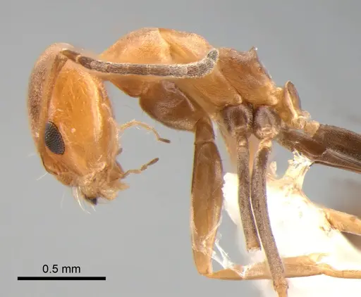 Dorymyrmex paranensis specimen DZUP518129 image dzup518129_3