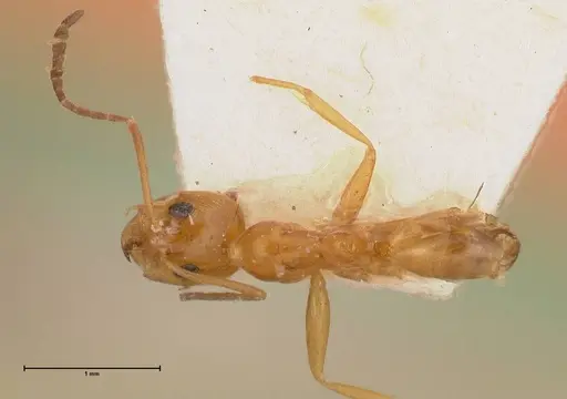 Dorymyrmex paranensis specimen FOCOL0530 image focol0530_1