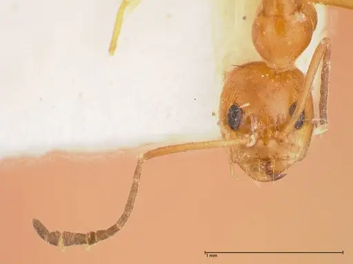 Dorymyrmex paranensis specimen FOCOL0530 image focol0530_2