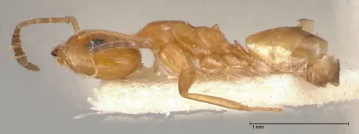 Dorymyrmex paranensis specimen FOCOL0530 image focol0530_3