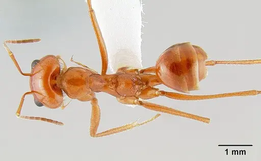 Dorymyrmex planidens specimen CASENT0106156 image casent0106156_1