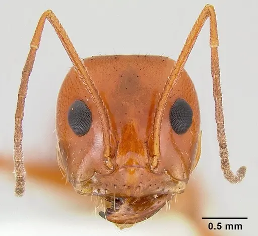 Dorymyrmex planidens specimen CASENT0106156 image casent0106156_2