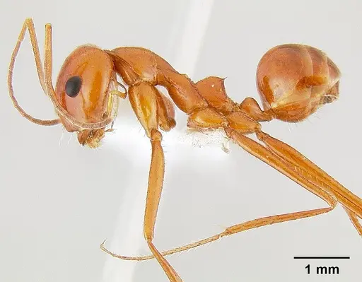 Dorymyrmex planidens specimen CASENT0106156 image casent0106156_3