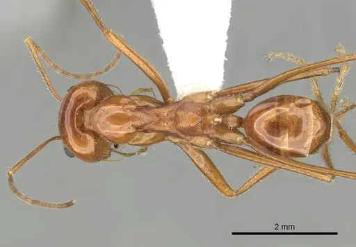 Dorymyrmex planidens specimen CASENT0249684 image casent0249684_1