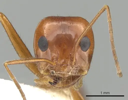 Dorymyrmex planidens specimen CASENT0249684 image casent0249684_2