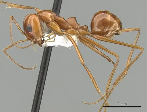 Dorymyrmex planidens specimen CASENT0249684 image casent0249684_3