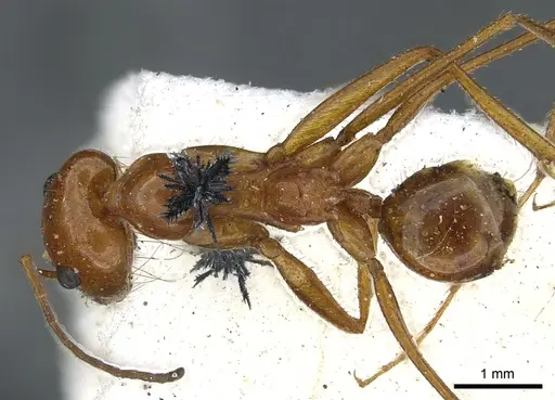 Dorymyrmex planidens specimen CASENT0902986 image casent0902986_1