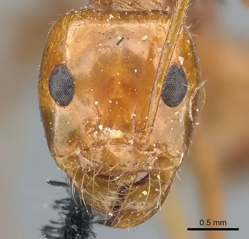 Dorymyrmex planidens specimen CASENT0902986 image casent0902986_2