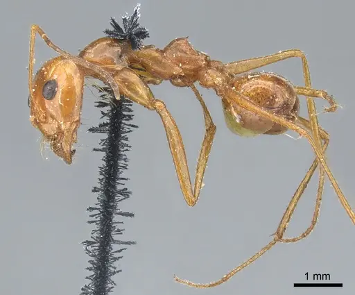 Dorymyrmex planidens specimen CASENT0902986 image casent0902986_3