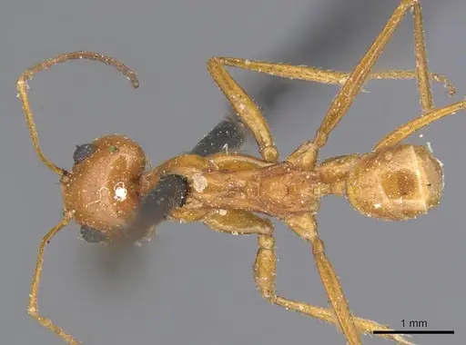 Dorymyrmex planidens specimen CASENT0915585 image casent0915585_1