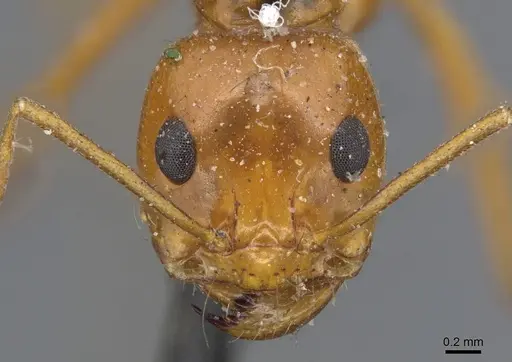Dorymyrmex planidens specimen CASENT0915585 image casent0915585_2