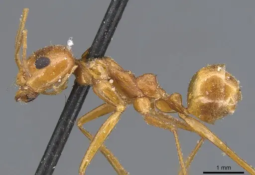 Dorymyrmex planidens specimen CASENT0915585 image casent0915585_3