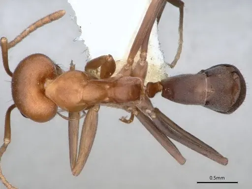 Dorymyrmex pogonius specimen LACMENT164446 image lacment164446_1